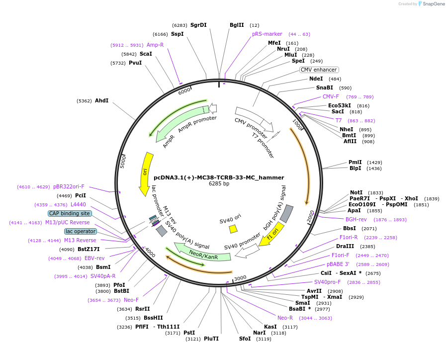 138990-plasmid-map-sequence-id-274051