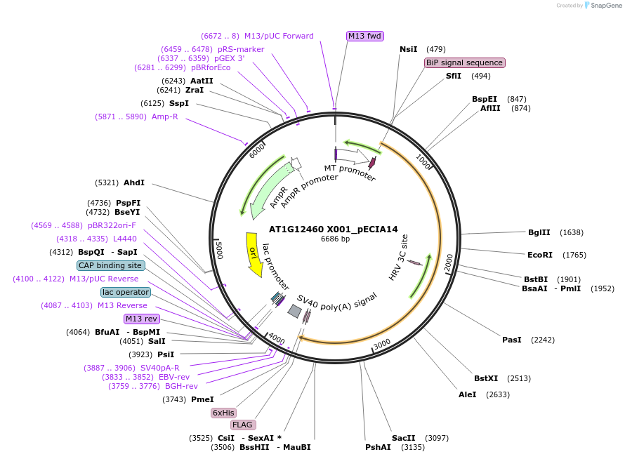 114843-plasmid-map-sequence-id-274065