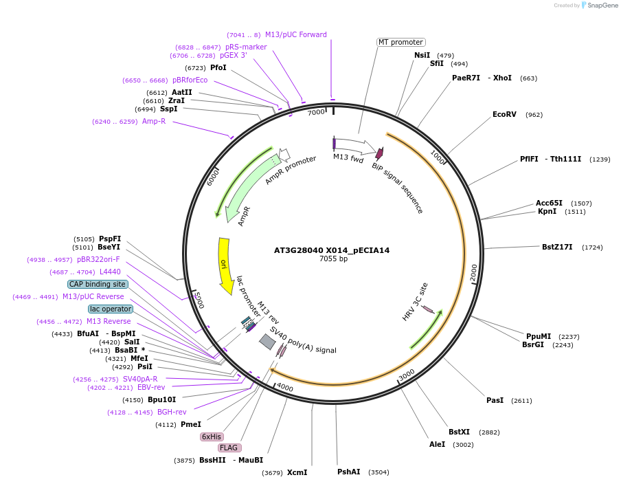 114845-plasmid-map-sequence-id-274067