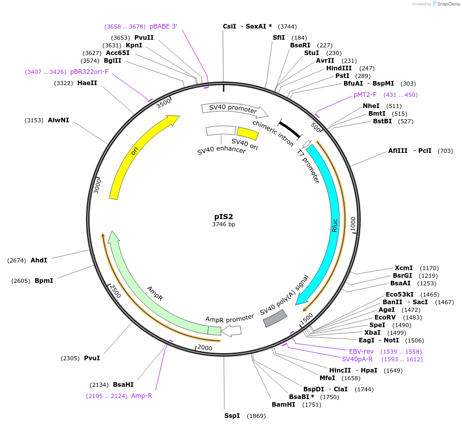 12177-plasmid-map-sequence-id-274072