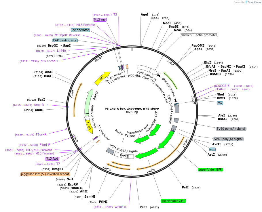 133578-plasmid-map-sequence-id-274080
