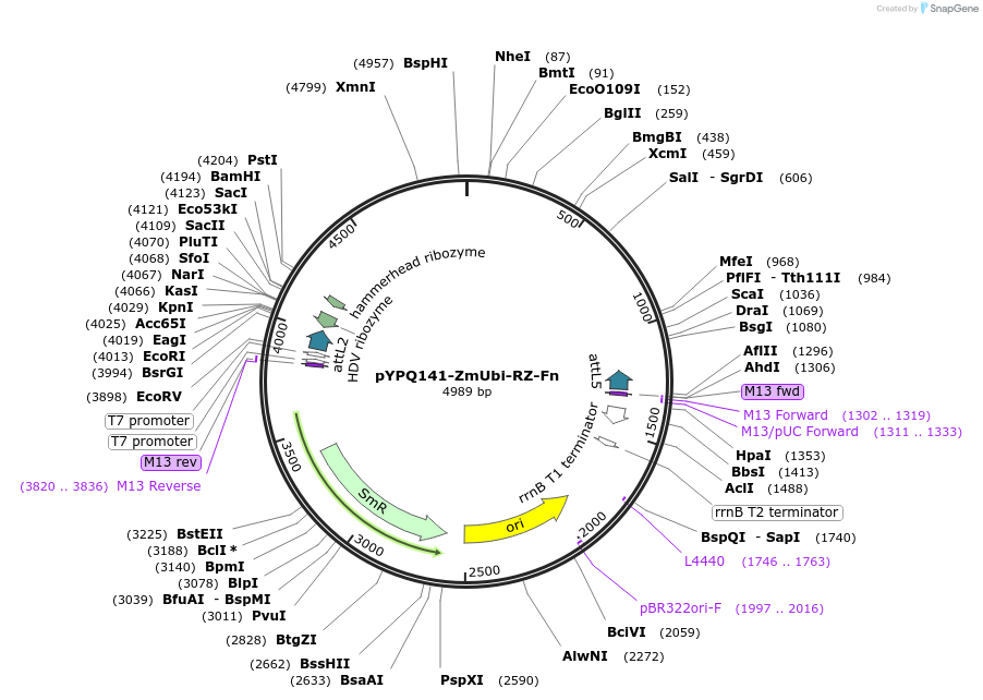 108864-plasmid-map-sequence-id-274170
