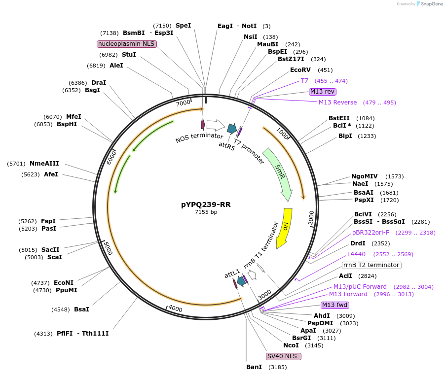 108862-plasmid-map-sequence-id-274177