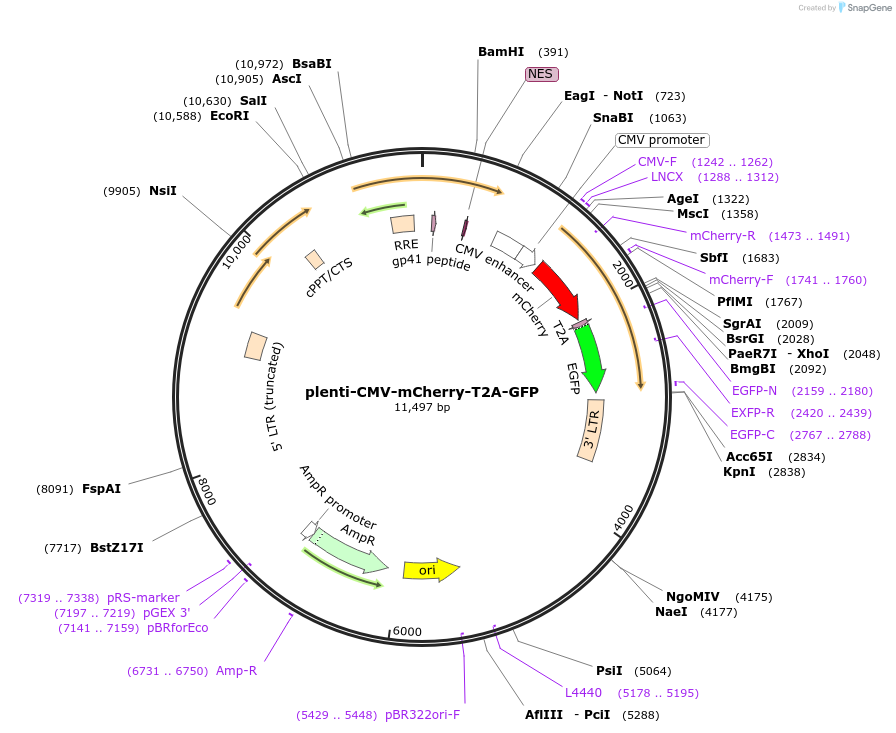109427-plasmid-map-sequence-id-274194