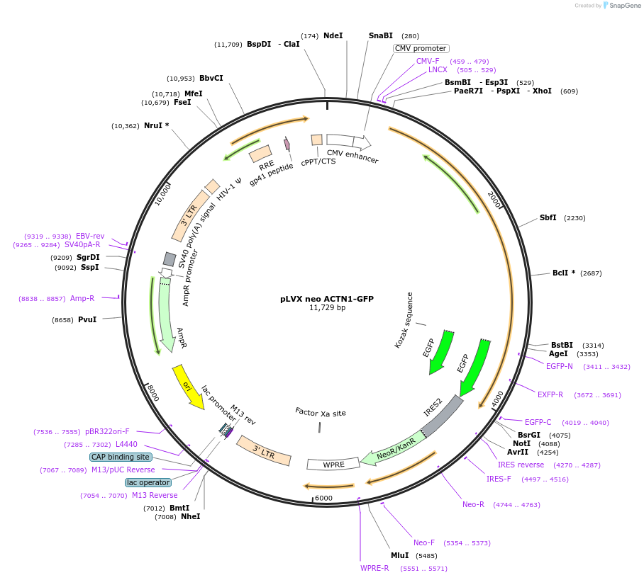 138293-plasmid-map-sequence-id-274239