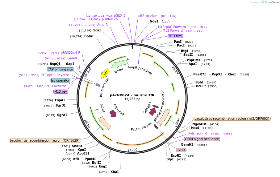 12392-plasmid-map-sequence-id-274275