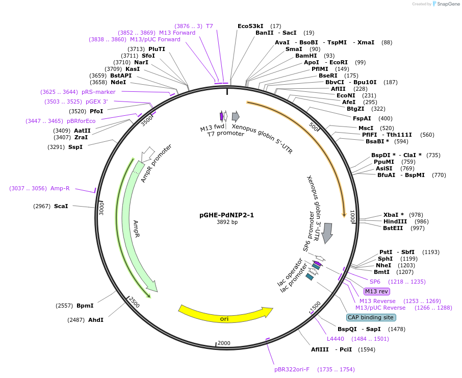 108447-plasmid-map-sequence-id-274297