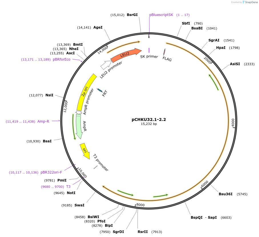 110664-plasmid-map-sequence-id-274347