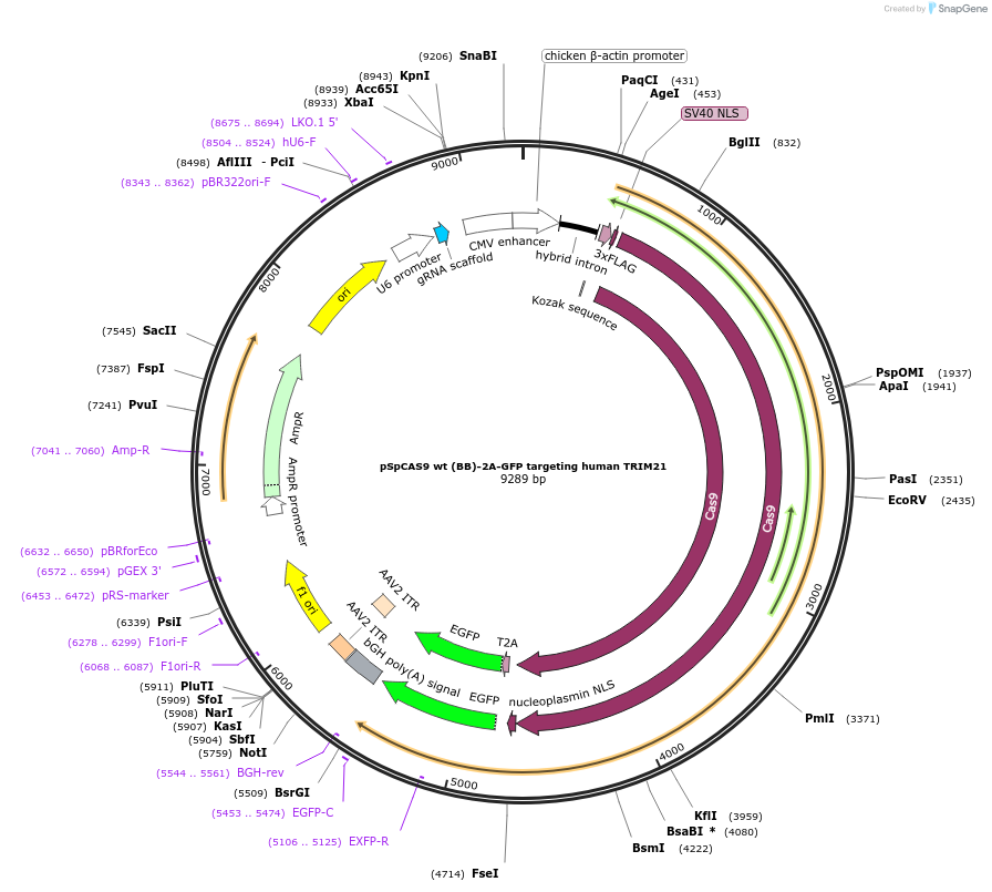 138295-plasmid-map-sequence-id-274351