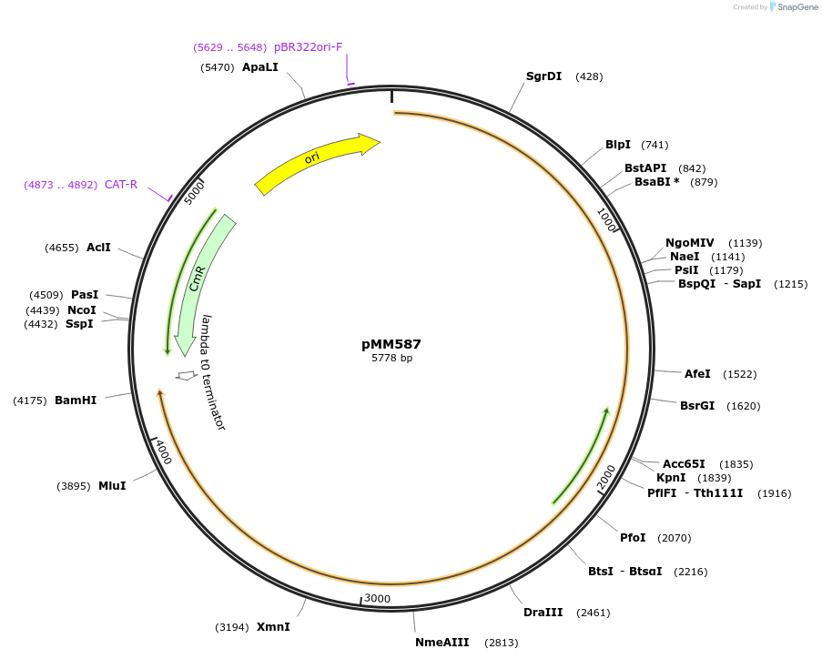 133593-plasmid-map-sequence-id-274361