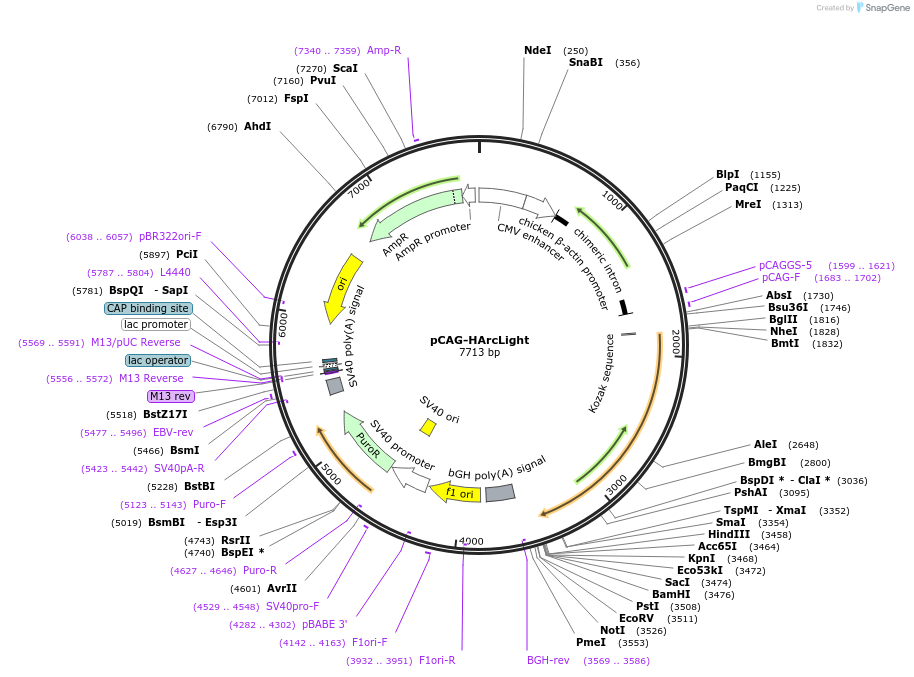 138326-plasmid-map-sequence-id-274364