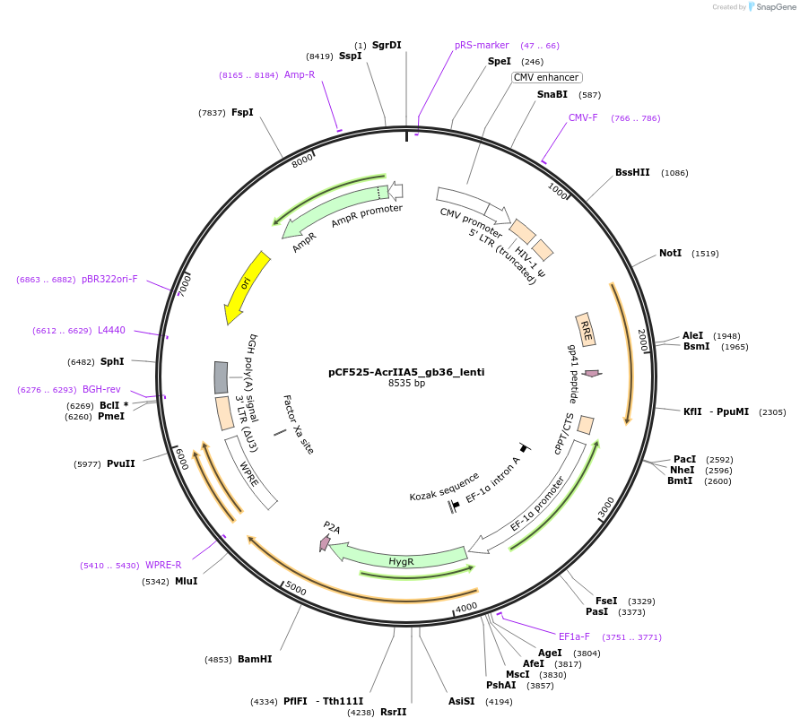 138306-plasmid-map-sequence-id-274387