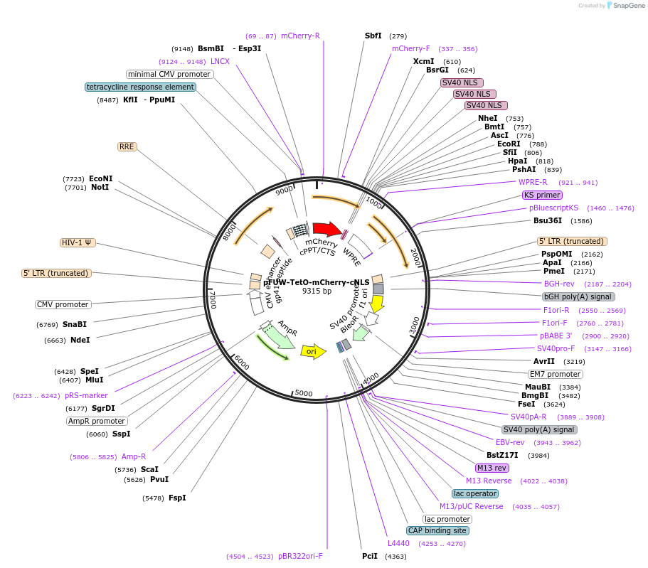 138531-plasmid-map-sequence-id-274400