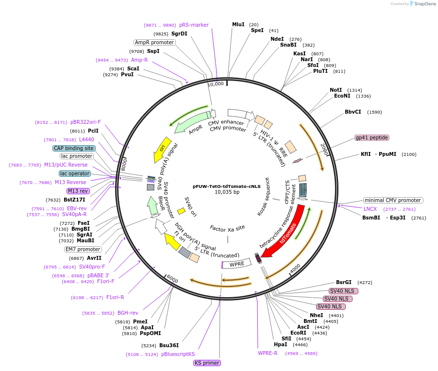 138532-plasmid-map-sequence-id-274401