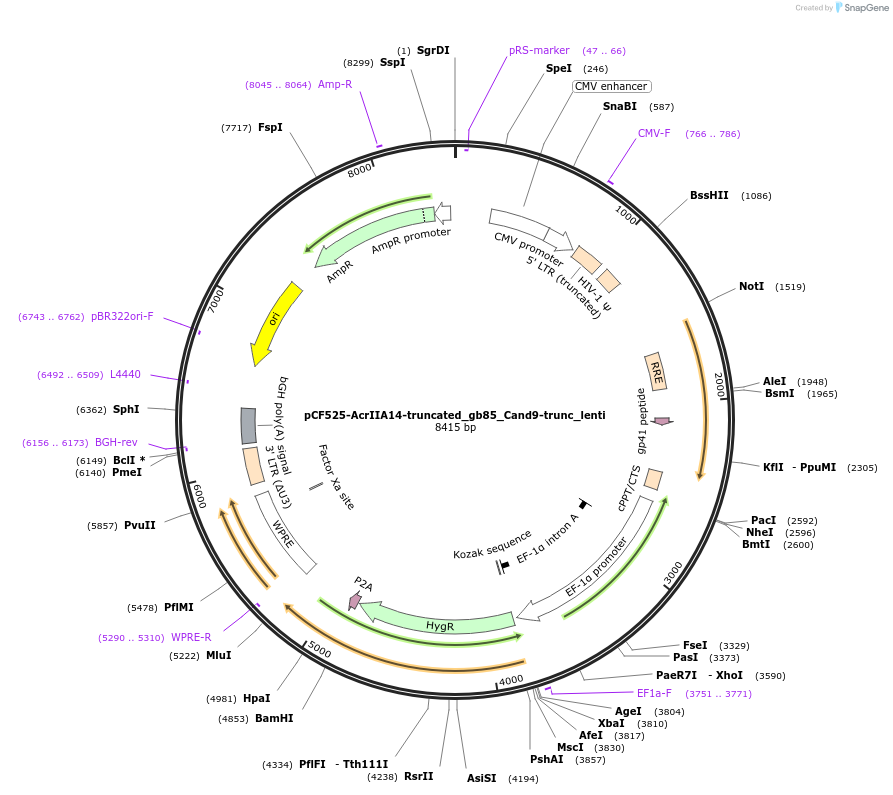 138312-plasmid-map-sequence-id-274402