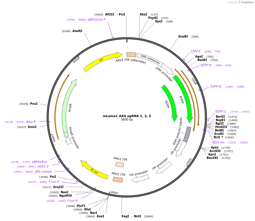 135339-plasmid-map-sequence-id-274412