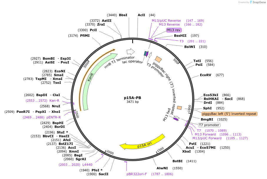 133886-plasmid-map-sequence-id-274420