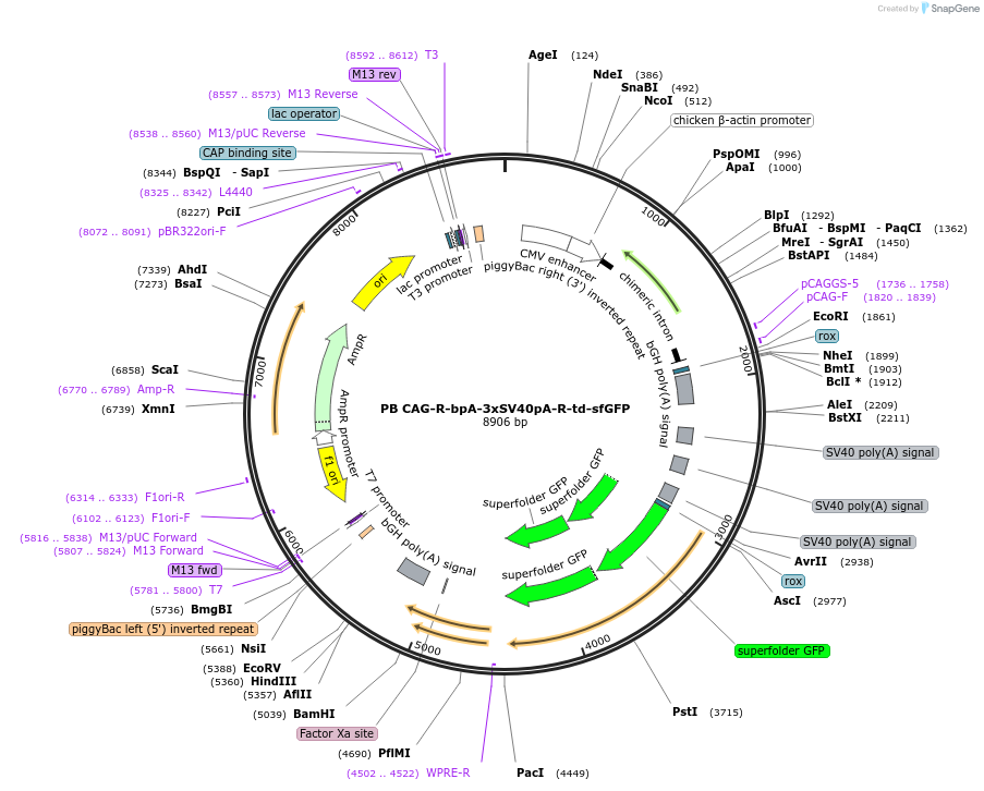 133579-plasmid-map-sequence-id-274429