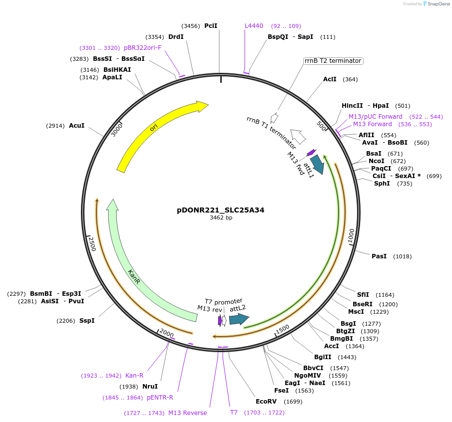 132005-plasmid-map-sequence-id-274430