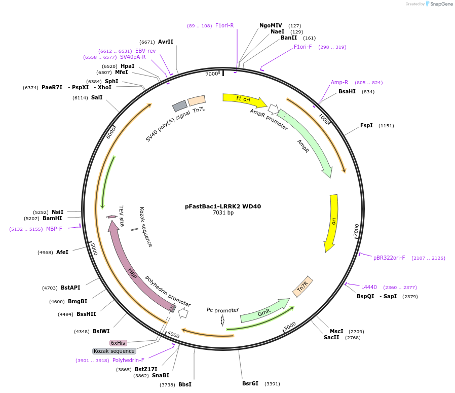 139211-plasmid-map-sequence-id-274434