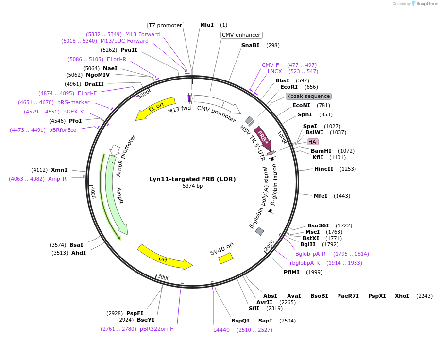 20147-plasmid-map-sequence-id-274440