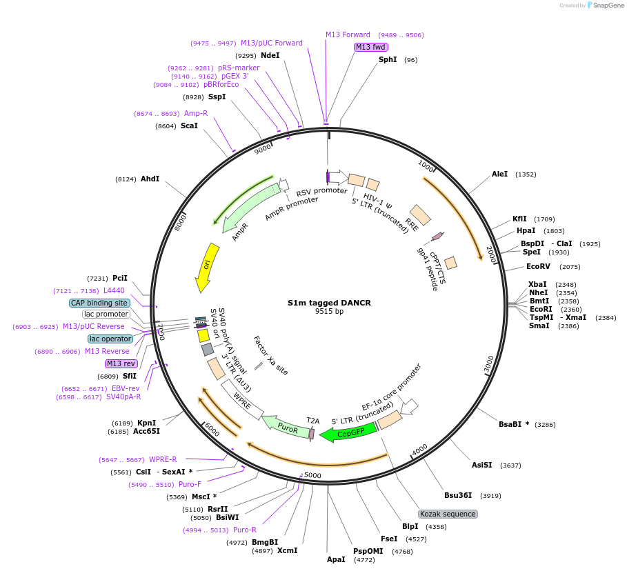 138585-plasmid-map-sequence-id-274457