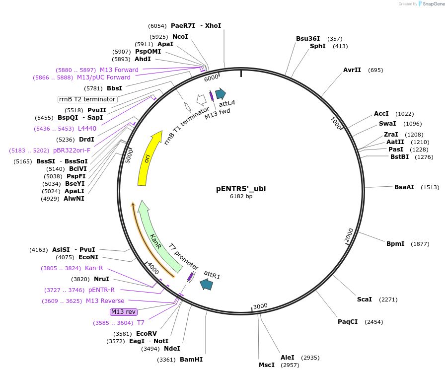 27320-plasmid-map-sequence-id-274458