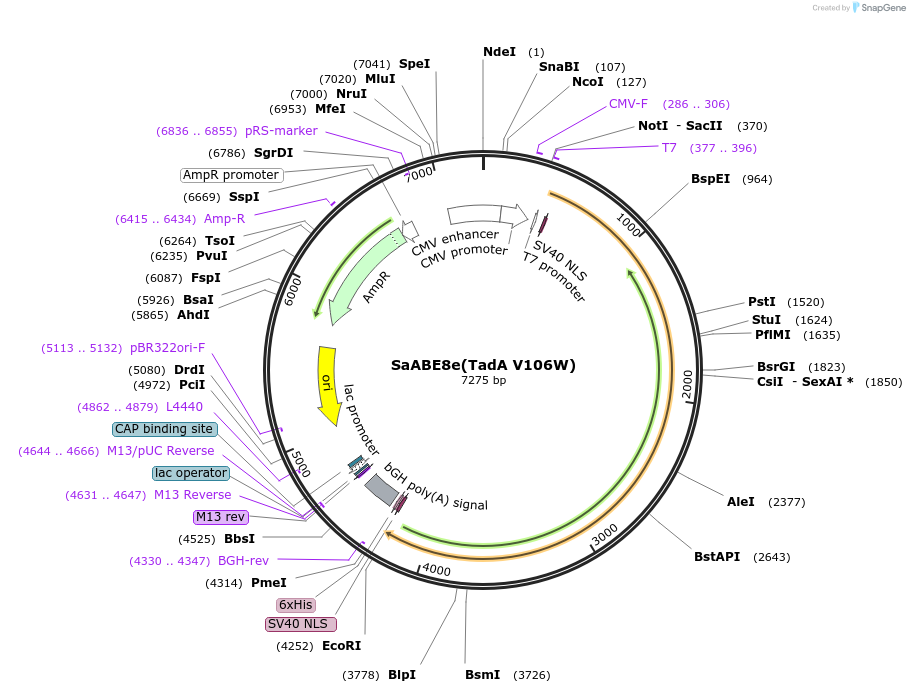 138509-plasmid-map-sequence-id-274460