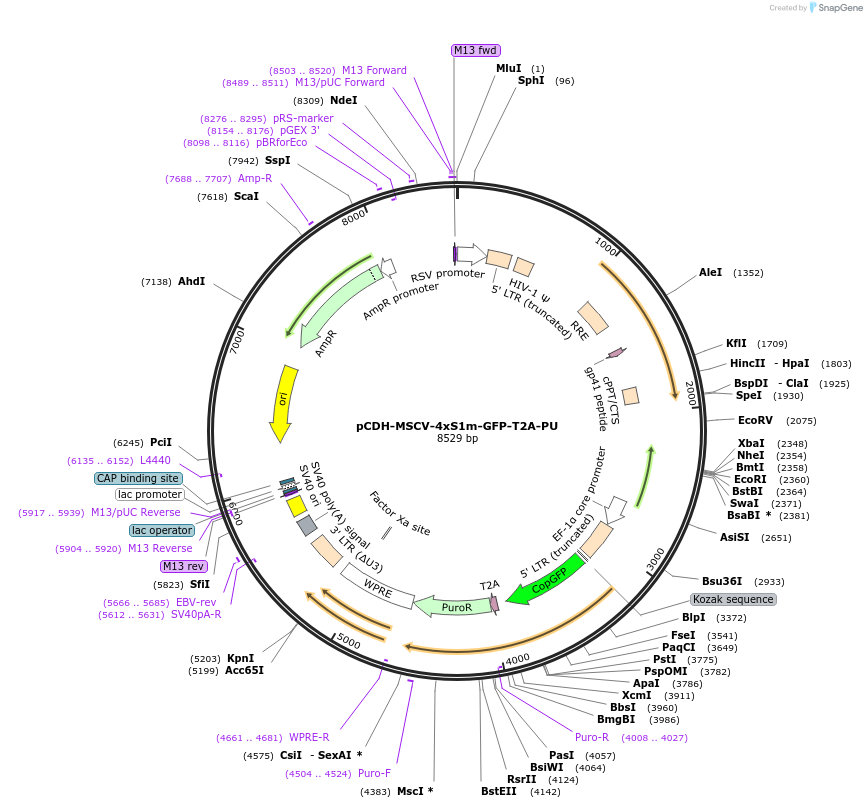 138581-plasmid-map-sequence-id-274466