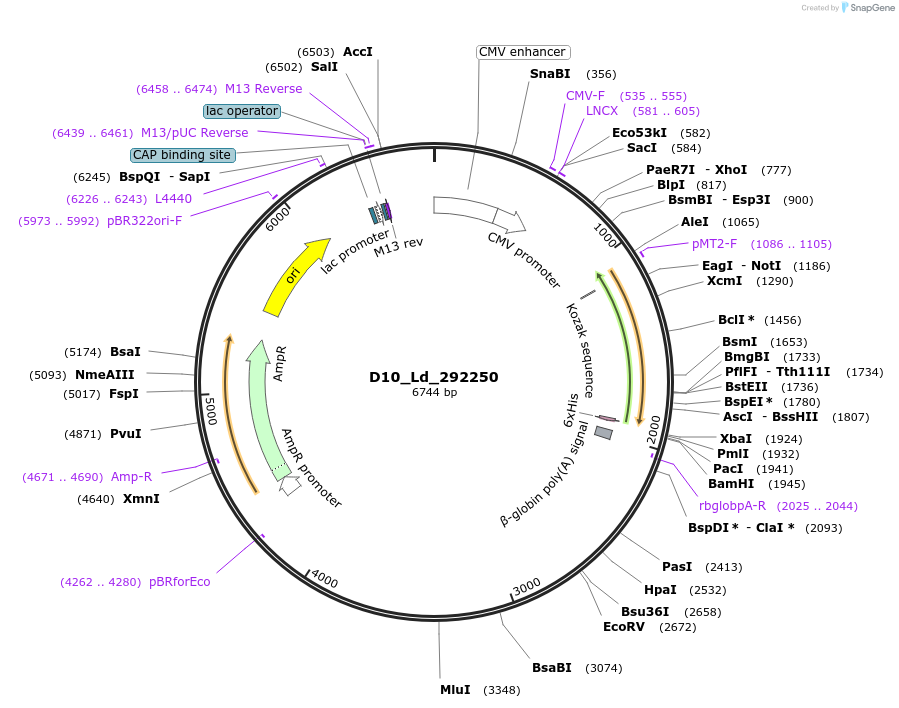 135826-plasmid-map-sequence-id-274469