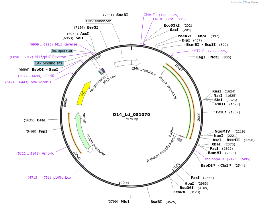 135830-plasmid-map-sequence-id-274470