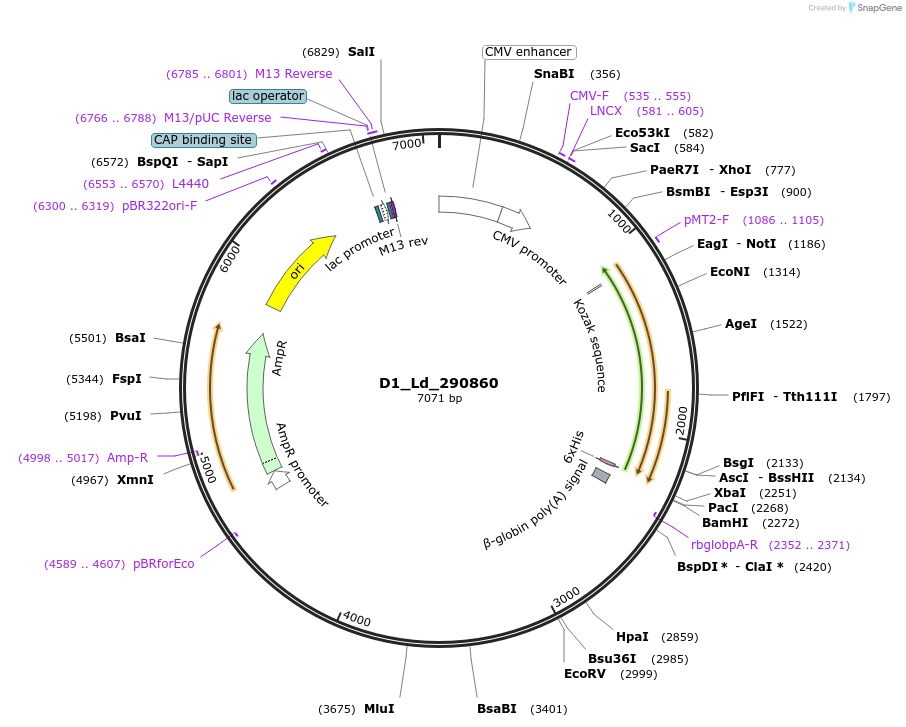 135817-plasmid-map-sequence-id-274471