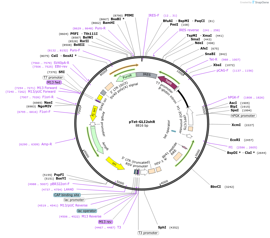 136691-plasmid-map-sequence-id-274473