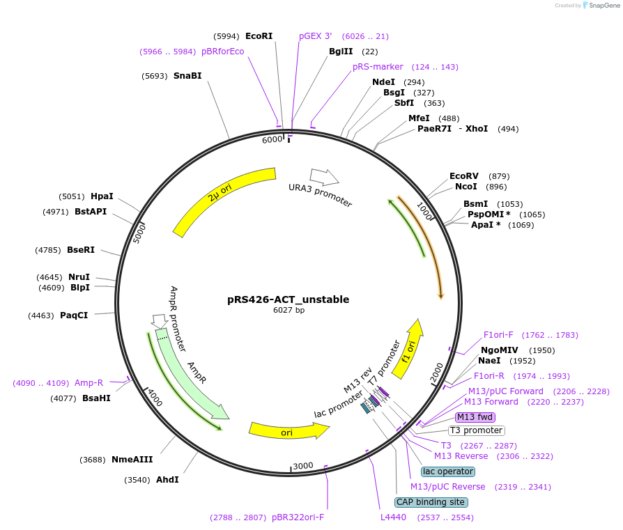 127608-plasmid-map-sequence-id-274481
