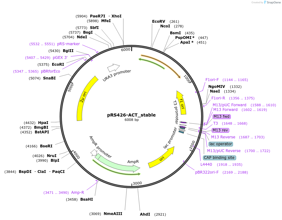 127609-plasmid-map-sequence-id-274482