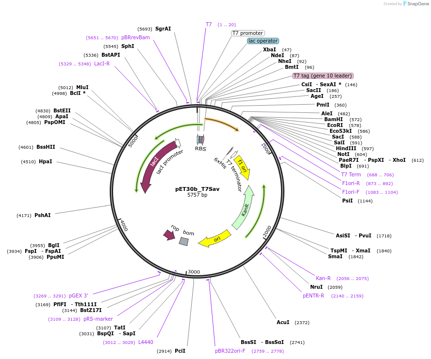 138588-plasmid-map-sequence-id-274485