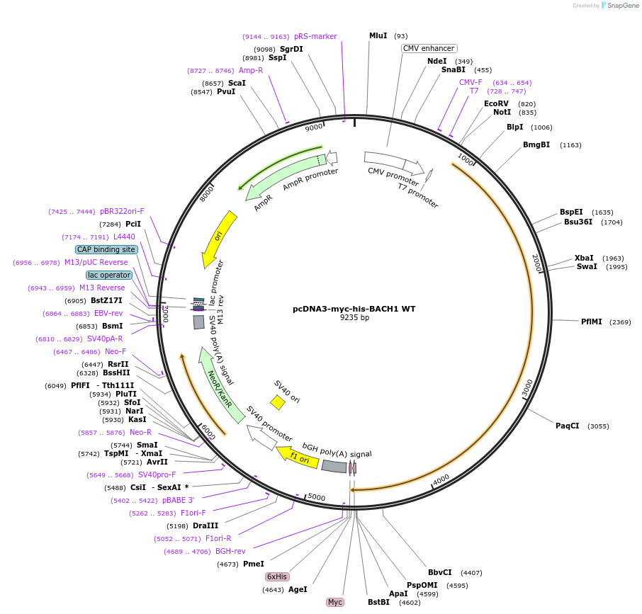 17642-plasmid-map-sequence-id-274487