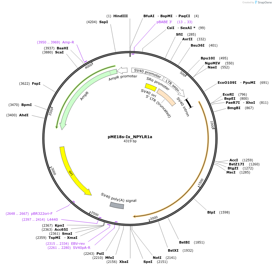 138716-plasmid-map-sequence-id-274490