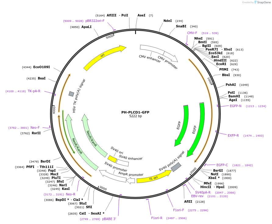 51407-plasmid-map-sequence-id-274495