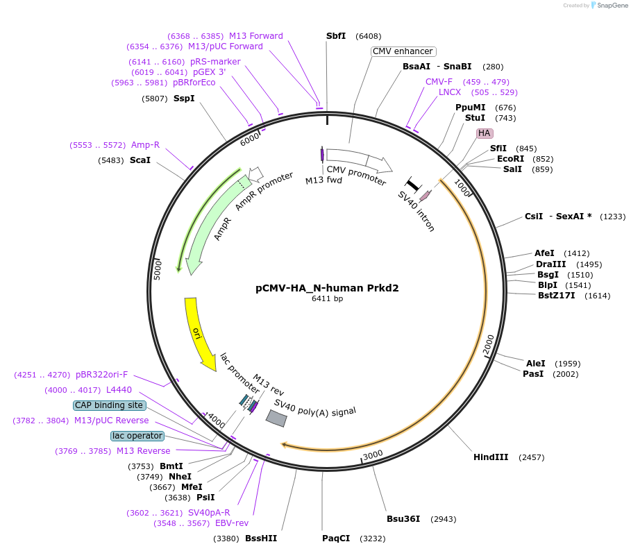 137850-plasmid-map-sequence-id-274503