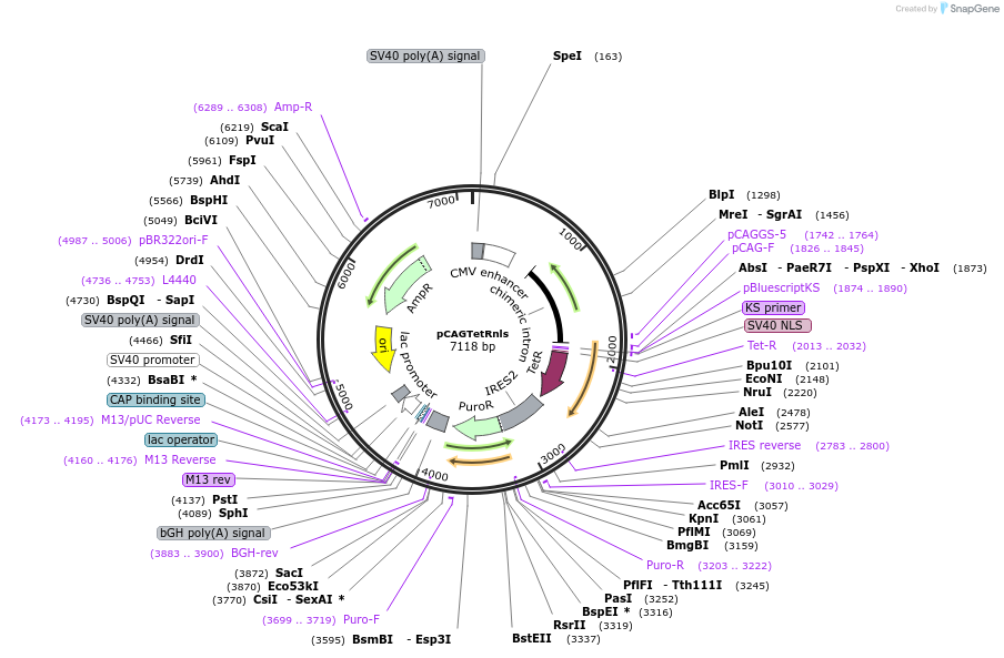 26599-plasmid-map-sequence-id-274506