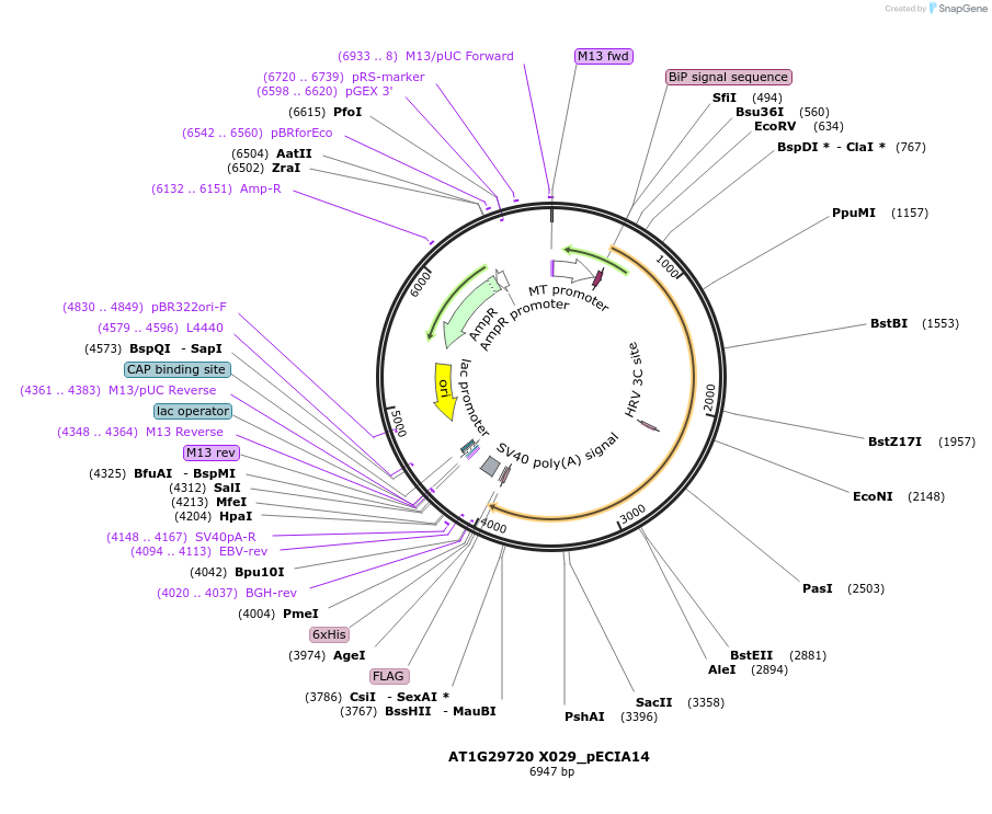 114854-plasmid-map-sequence-id-274516