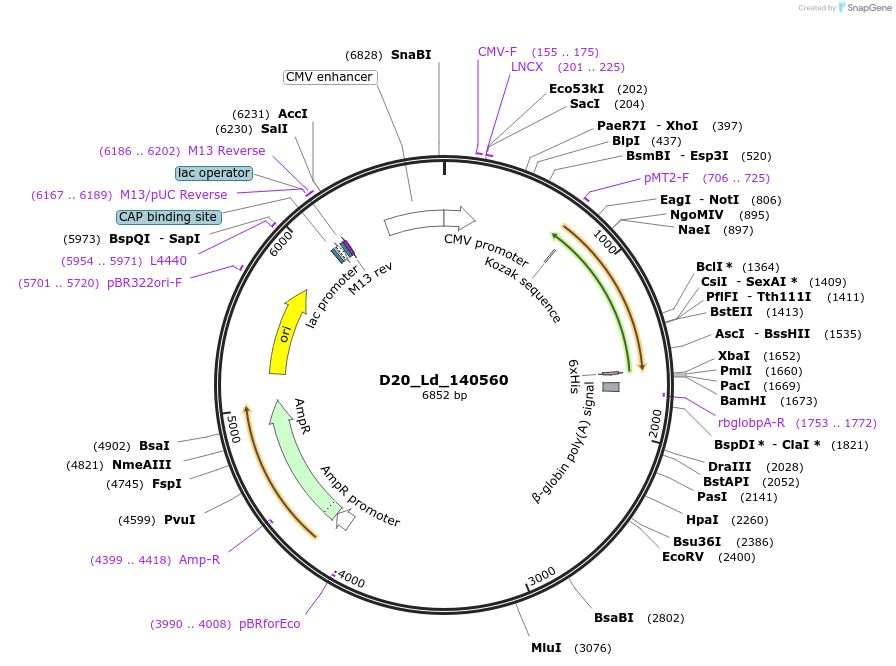 135836-plasmid-map-sequence-id-274533