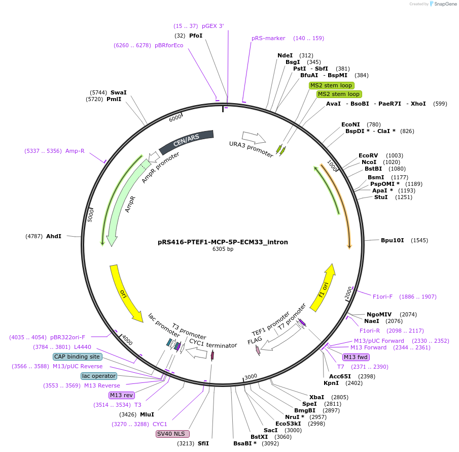 127599-plasmid-map-sequence-id-274543