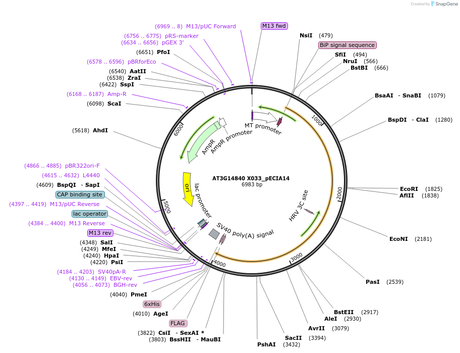 114863-plasmid-map-sequence-id-274548