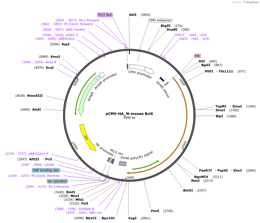 138410-plasmid-map-sequence-id-274553