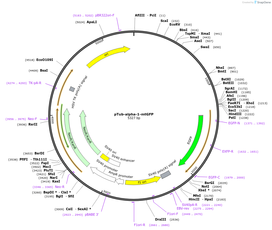 138981-plasmid-map-sequence-id-274560