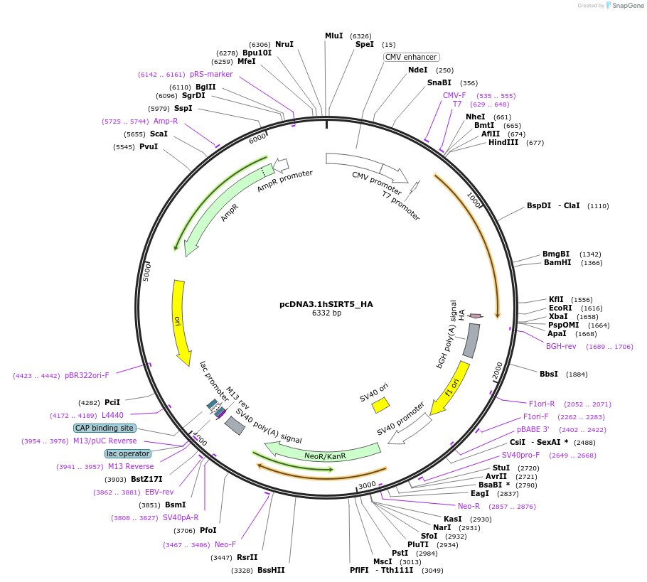 24483-plasmid-map-sequence-id-274568