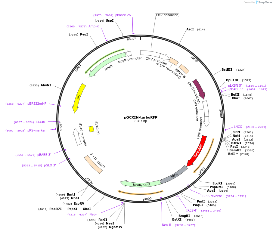 138275-plasmid-map-sequence-id-274573