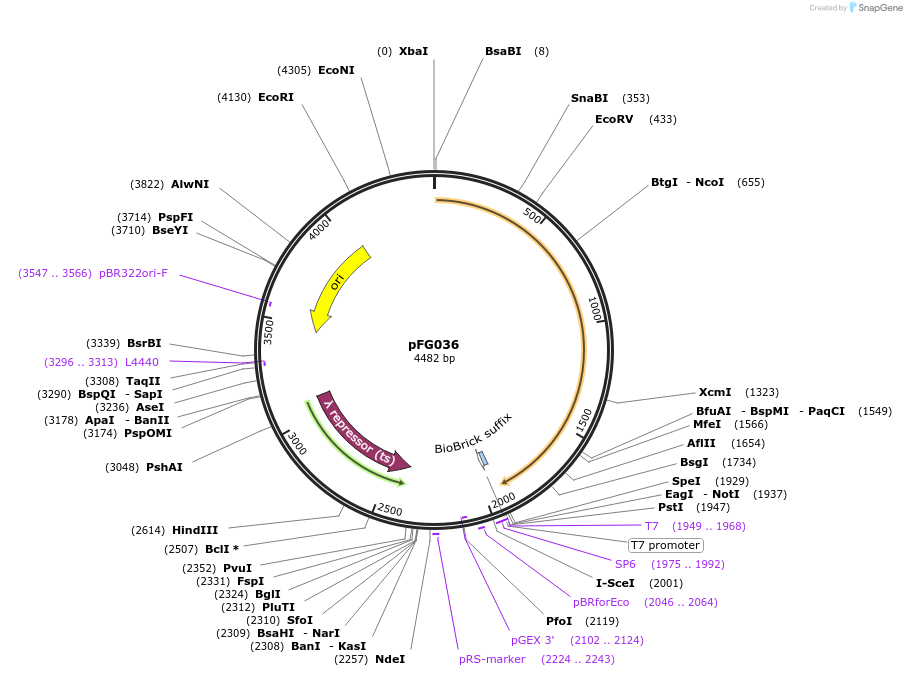 137996-plasmid-map-sequence-id-274577